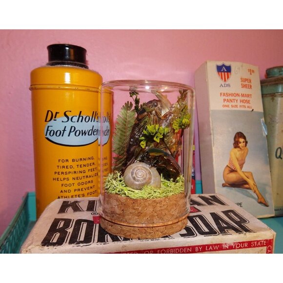 Cicada June Bug Snail Shell Luna Moth Wing Dried Flowers Oddity Jar taxidermy - Picture 7 of 14